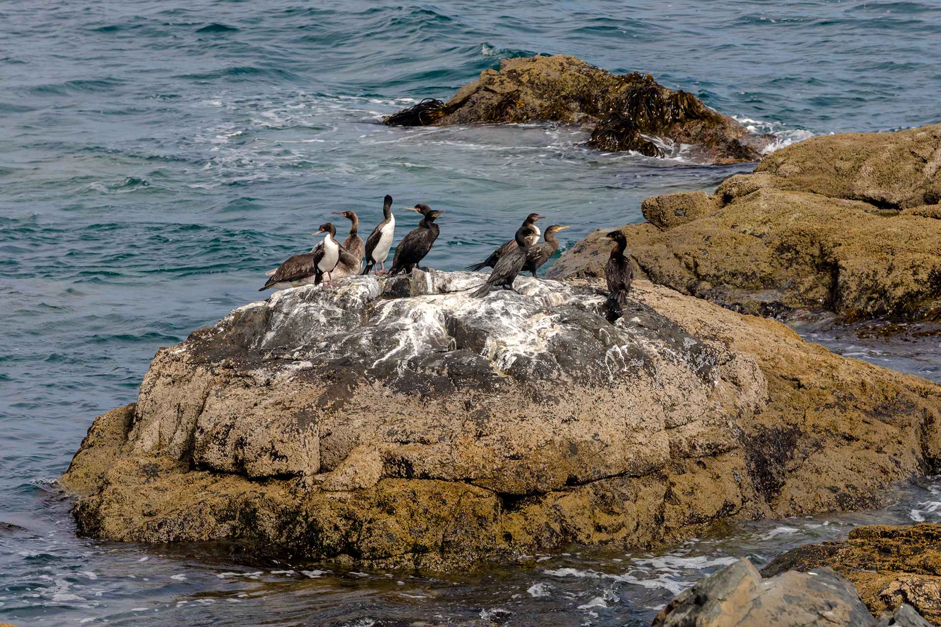 Avistamiento de Aves Marinas